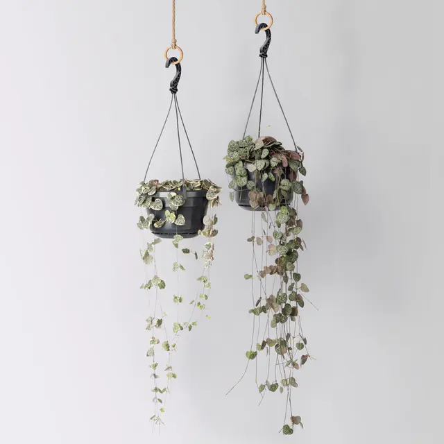 Grünpflanzen-Set Rapunzel, Hängeampel-Ø 14 cm, 2 Pflanzen