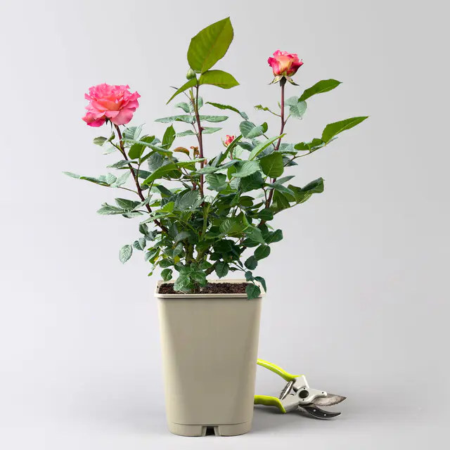 Duftende Edelrose 'Augusta Luise®', rose - aprikot, Topf 5 Liter