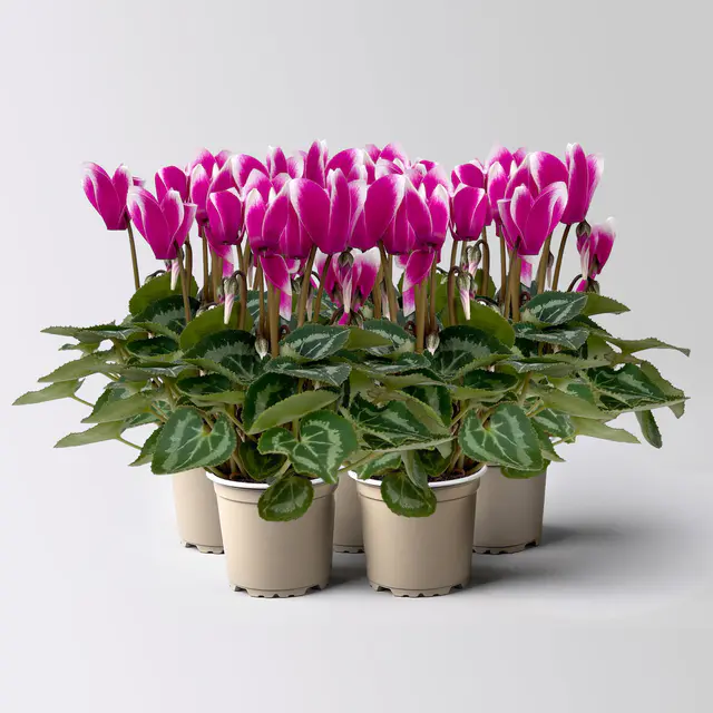 Alpenveilchen Outdoor 'Fantasia', Mini, lila-weiß, Topf-Ø 6 cm, 5 Pflanzen