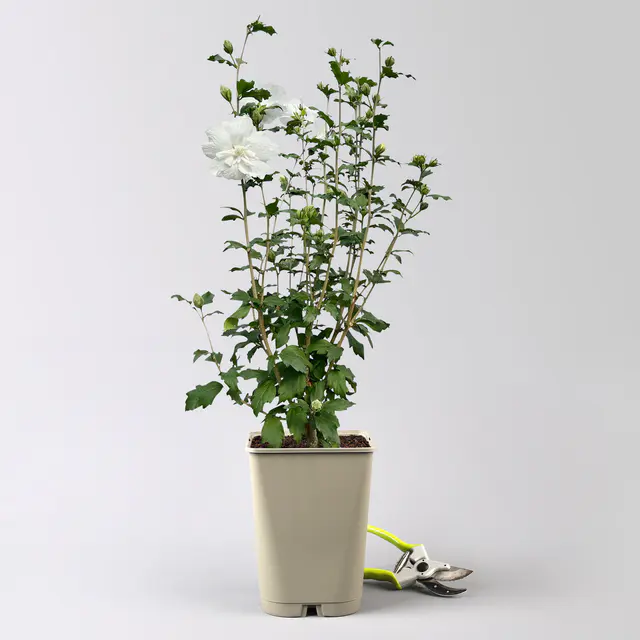 Garten-Hibiskus 'White Chiffon®', weiß, Höhe ca. 40-60 cm, Topf 5 Liter