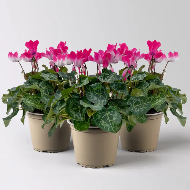 Alpenveilchen 'Meine Beste', rosa-weiß, Topf-Ø 13 cm, 3 Pflanzen