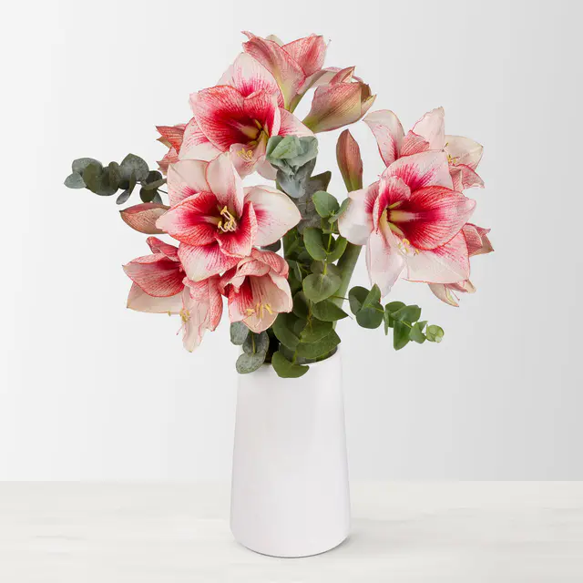 Schnittblumen-Mix aus 3 rot-weißen Amaryllis & 3 Eukalyptus