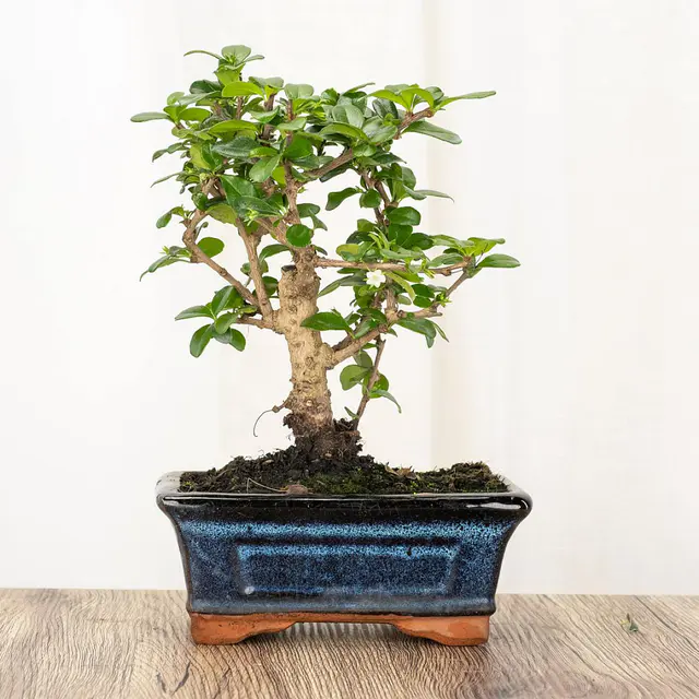 Bonsai Carmona 5 Jahre