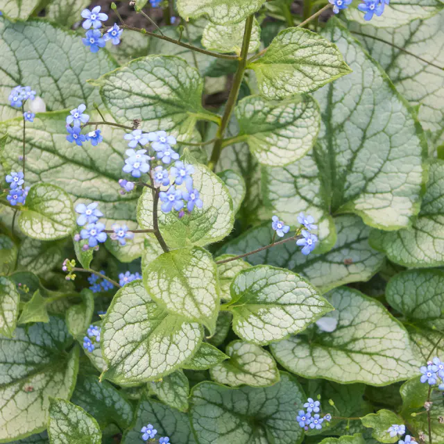 Bio Kaukasus-Vergissmeinnicht 'Jack Frost', blau, Topf-Ø 12 cm