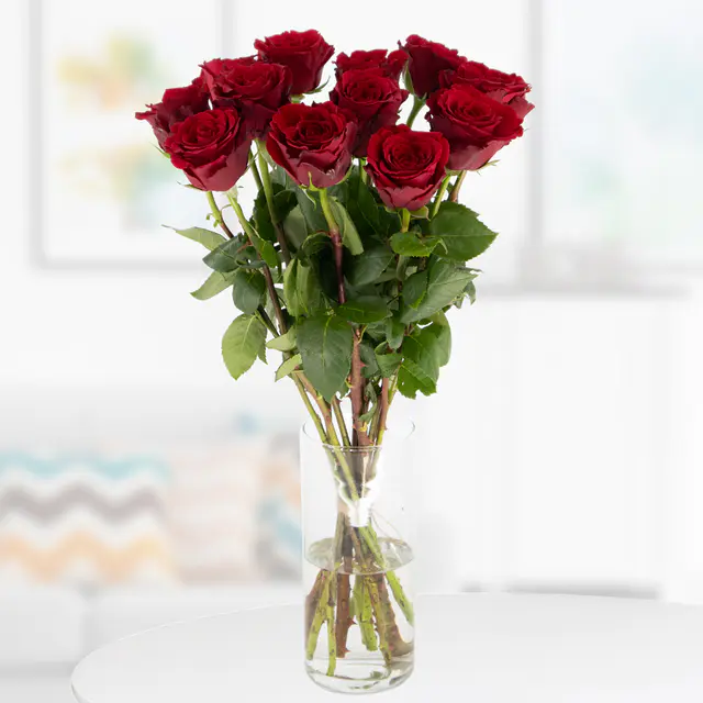 12 Rote Premium-Rosen (50cm)