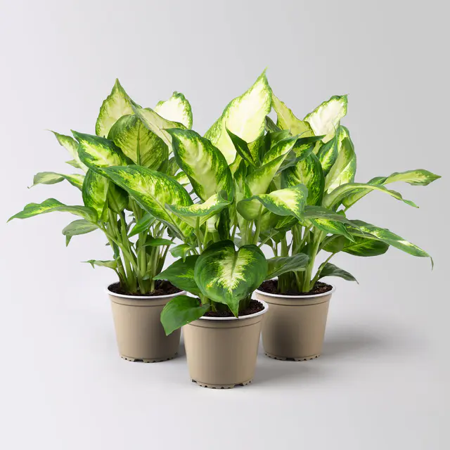 Dieffenbachie 'Camilla', Topf-Ø12cm, Höhe ca. 25 cm, 3er-Set