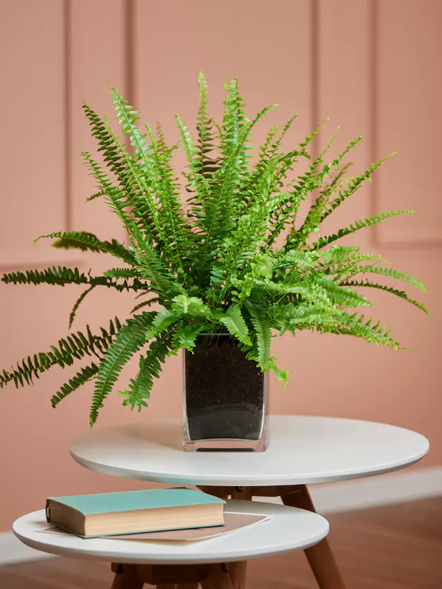 Schwertfarn in Vase