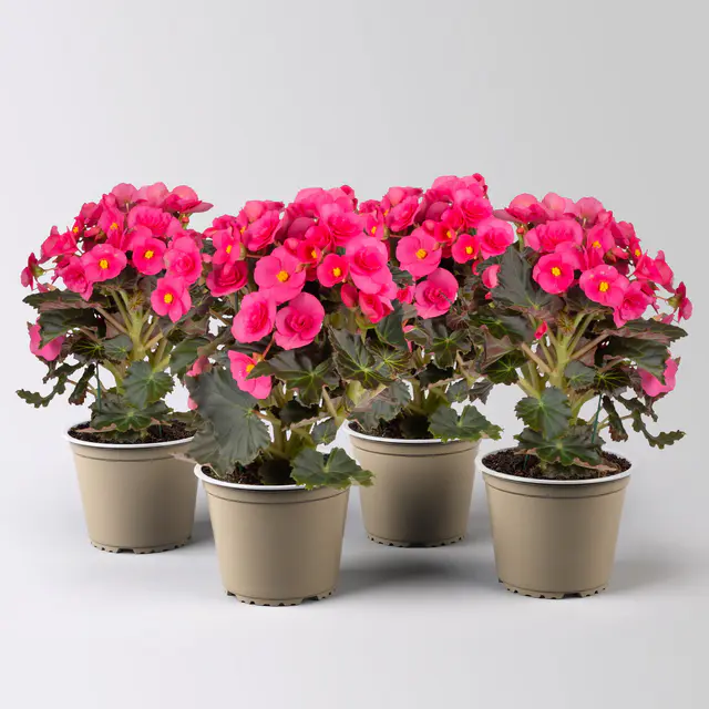 Elatior-Begonie, pink, Topf-Ø 14 cm, Höhe ca. 20-27 cm, 4 Pflanzen