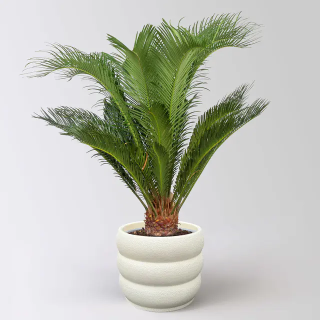 Palmfarn, Topf-Ø 17 cm, Höhe ca. 60 cm, in Topf Byron
