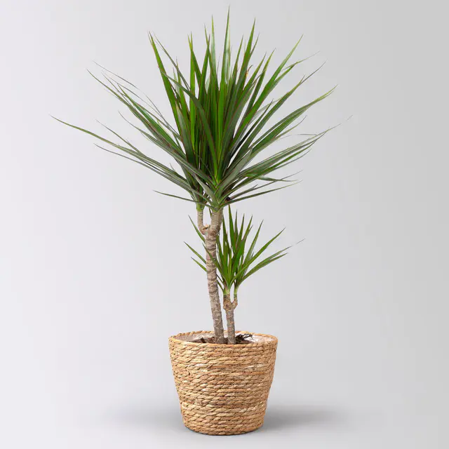 Drachenbaum, 2er-Tuff, inkl. Korb Osaka, Höhe ca. 70 cm, Topf-Ø 17 cm
