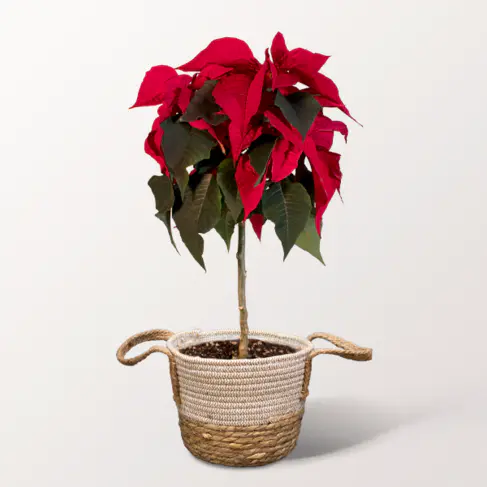 Weihnachtsstern als Stämmchen