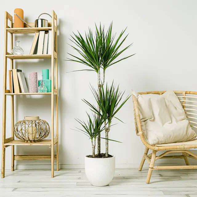 Dracaena Marginata - Robuste Pflanze