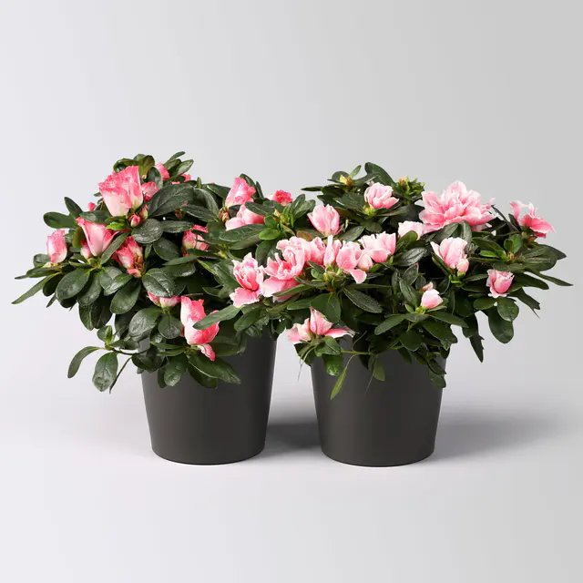 Azalee, rosa-weiß gefüllt im Keramiktopf Dallas anthrazit, Topf-Ø 12 cm, 2er-Set