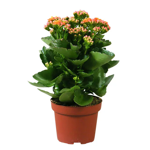 Kalanchoe 'Calandiva'®, orange, Topf-Ø 12 cm,  Höhe ca. 27,5 cm, 6 Pflanzen
