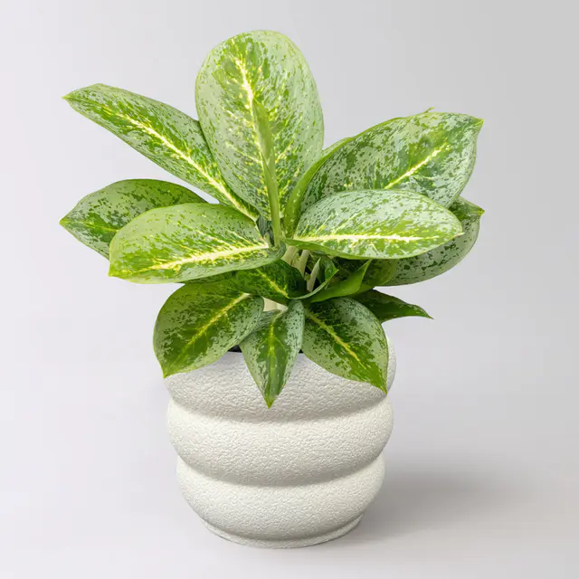 Aglaonema 'Lemon Mint', Topf-Ø 12 cm, inkl. Keramikübertopf Byron