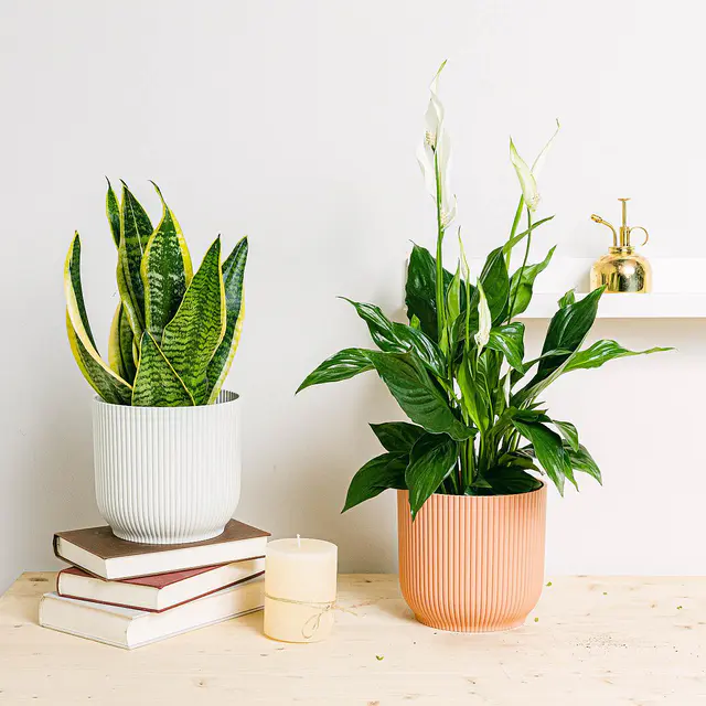 Duo-Sauerstoffpumpe (Spathiphyllum, Sansevieria - Schlangenpflanze)