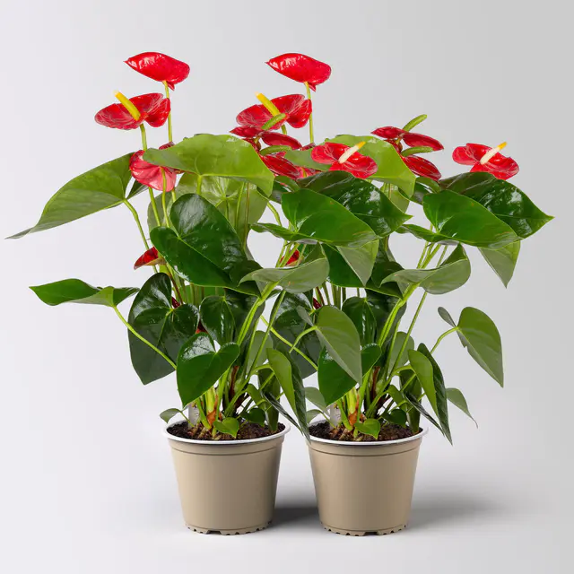 Flamingoblume 'Royal Red Champion', rot, Topf-Ø 14 cm, 2 Pflanzen
