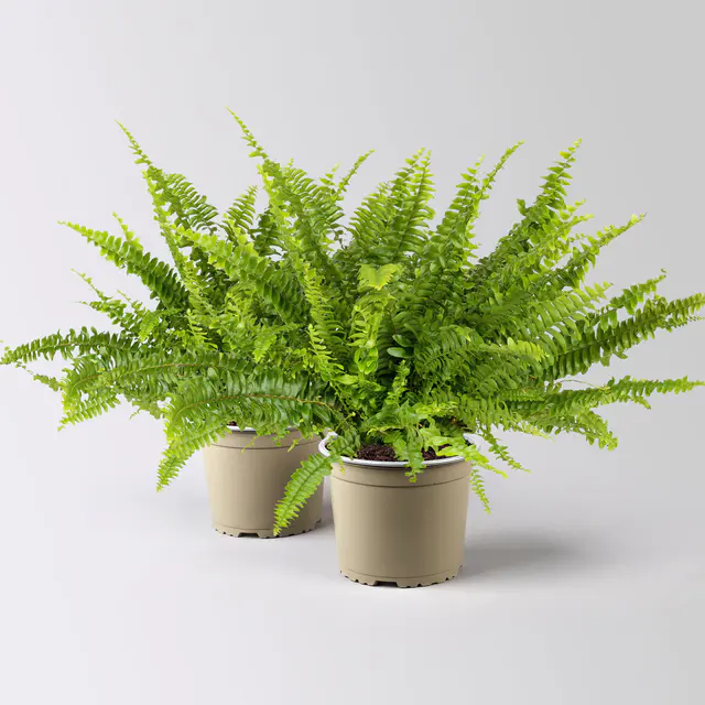 Schwertfarn 'Green Lady', Topf-Ø 17 cm, Höhe ca. 35-45 cm, 2 Pflanzen