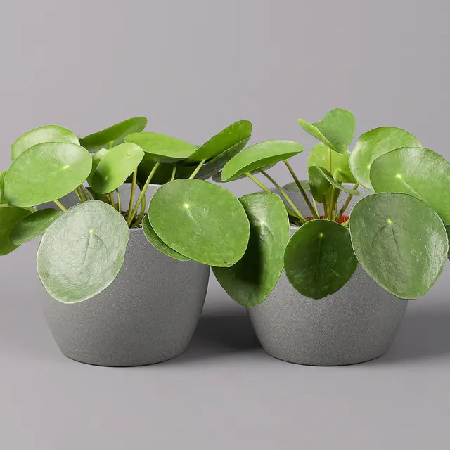 Chinesischer Geldbaum, Topf-Ø 12 cm, Höhe ca. 20 cm, 2 Pflanzen