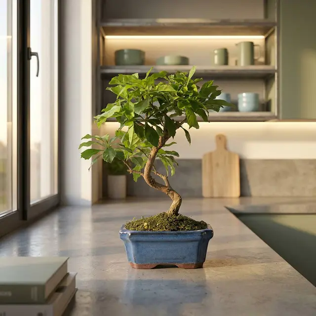Bonsai Durantha repens 7 Jahre