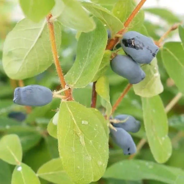 4er-Set Sibirische Blaubeere MyBerry® 'Farm' (Lonicera kamtschatica), Höhe 25-30 cm, im 3 Liter Topf