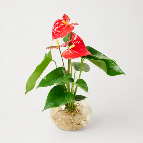 Rote Anthurie als Waterplant