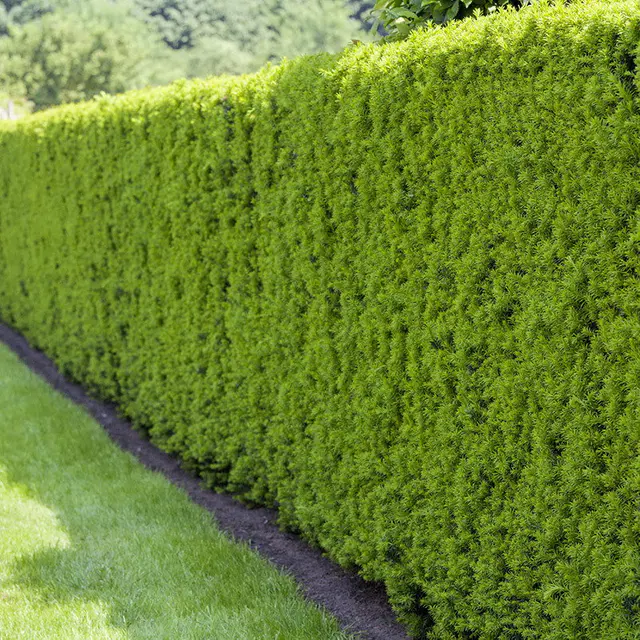 Heckeneibe, Taxus media "Hillii", 50er-Set, Höhe 40-50 cm, Topf 5 Liter