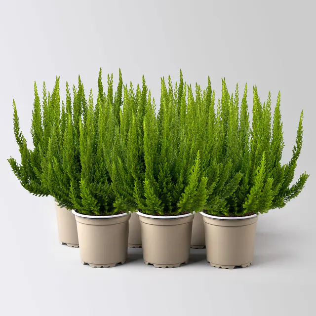 Besenheide SKYLINE®, grün, Topf-Ø 12 cm, 6 Pflanzen