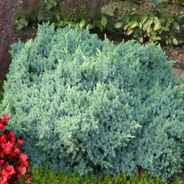Blaukissen-Wacholder 'Blue Star', 10er-Set, Höhe 20-30 cm, 2 Liter Topf