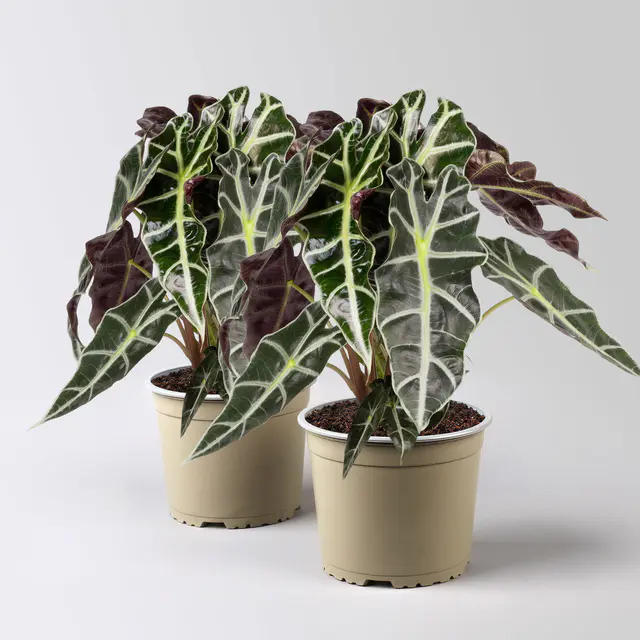 Alocasia 'Polly', Topf-Ø 17 cm, Höhe ca. 45 cm, 2 Pflanzen