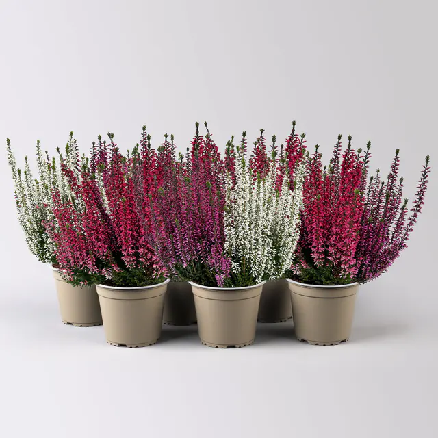 Calluna 'Beauty Ladies® Milca-Trio', lila-rot-weiß, Topf-Ø 11 cm, 6 Pflanzen