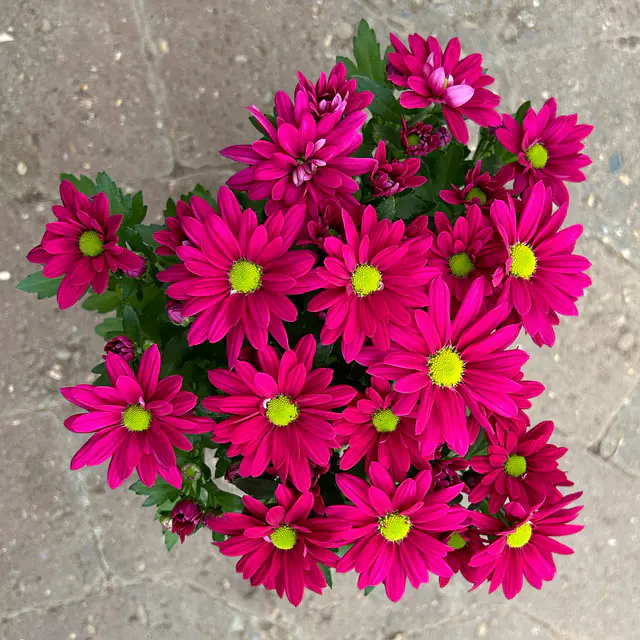 Chrysanthemen 'Swifty', lila, Topf-Ø 10,5 cm, 6 Pflanzen
