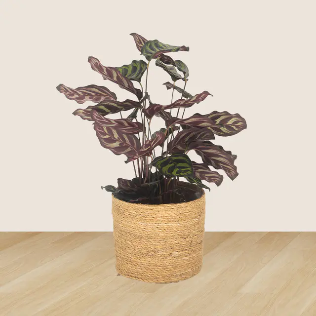 2er-Set Pachira & Calathea — Bild 3