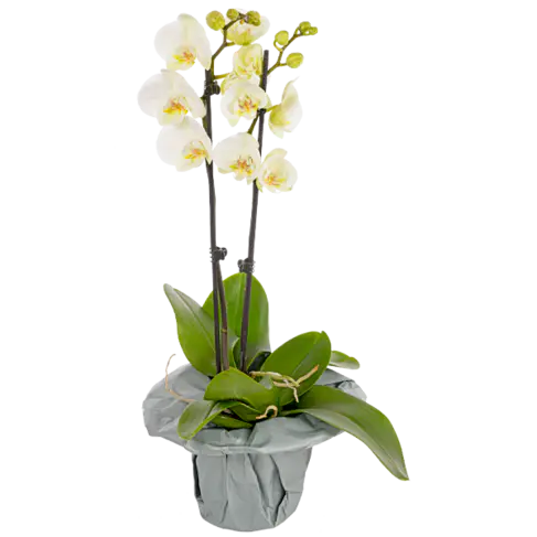 Weiße Orchidee im Topf