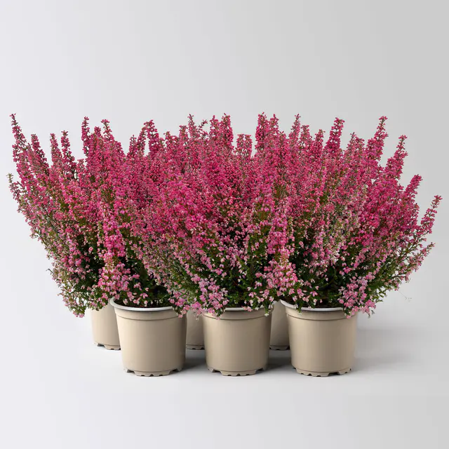 Glockenheide 'Beauty Queens®', rot, Farbe variiert, Topf-Ø 12 cm, 6 Pflanzen