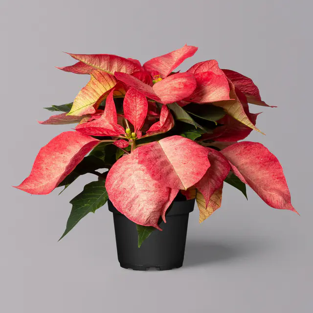 Weihnachtsstern 'Ice Crystal®', Topf 10,5 cm Ø, 6 Pflanzen