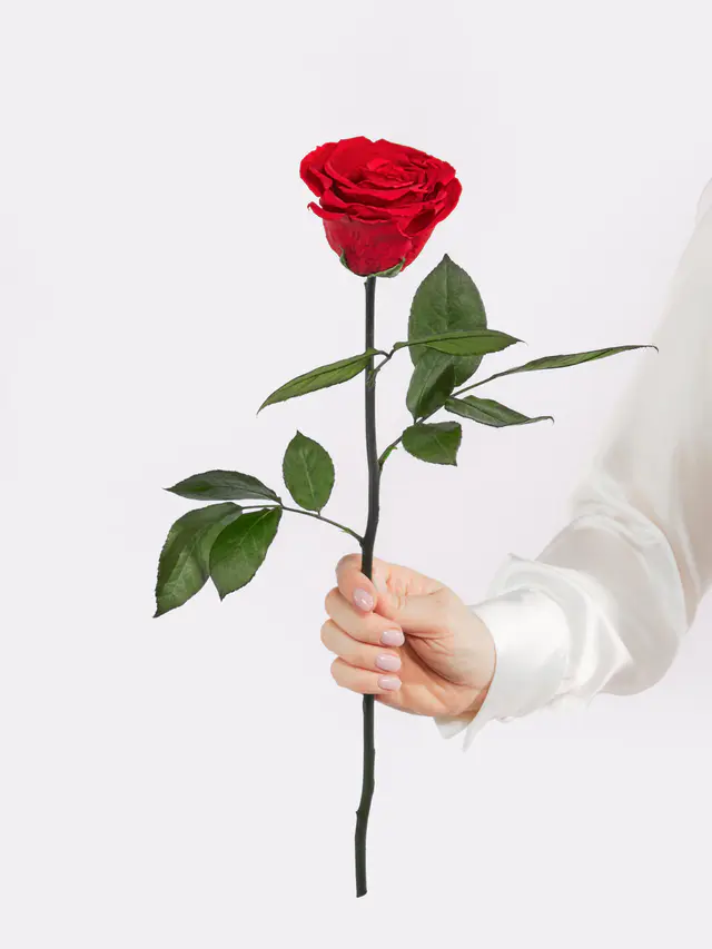 Infinity Rose: Forever Yours