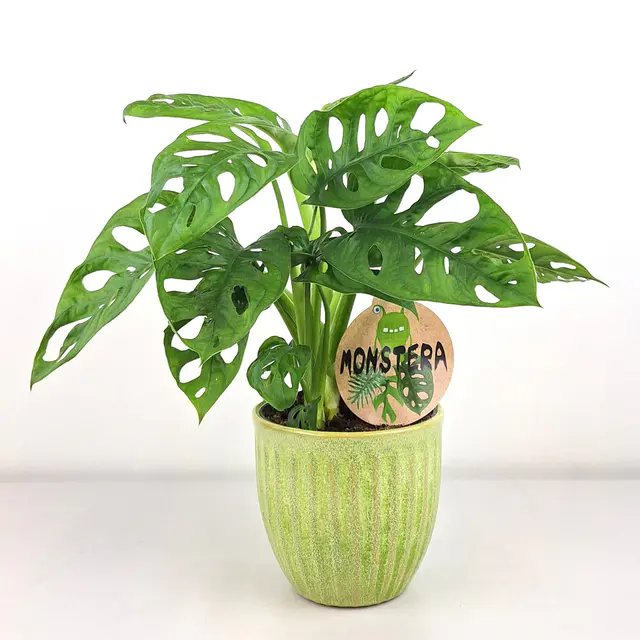 Monstera "Monkymask"
