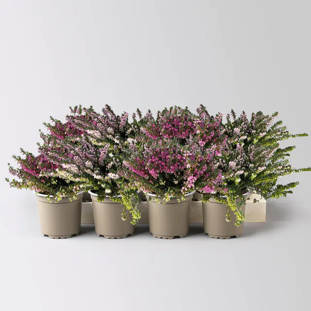 Winterheide, rosa, Topf-Ø 11 cm, 8 Pflanzen