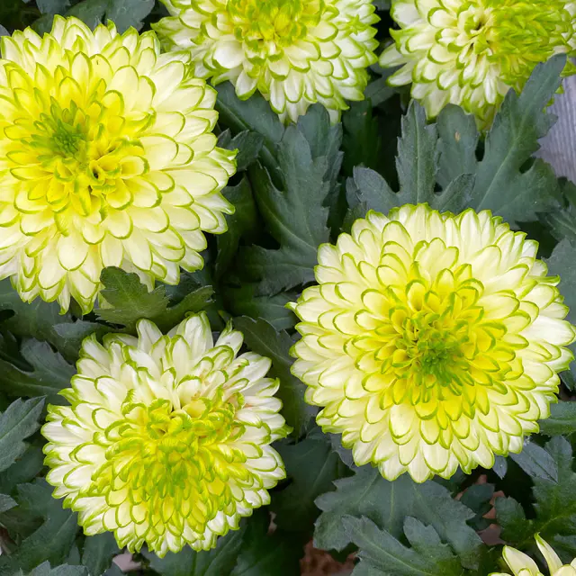 Chrysantheme 'Chrysanne® Zembla Next Lime', grün-weiß, Topf-Ø 13cm, 6 Pflanzen