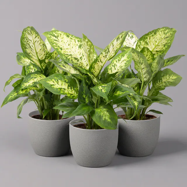 Dieffenbachie 'Compacta', Topf-Ø12cm, Höhe ca. 25 cm, 3er-Set