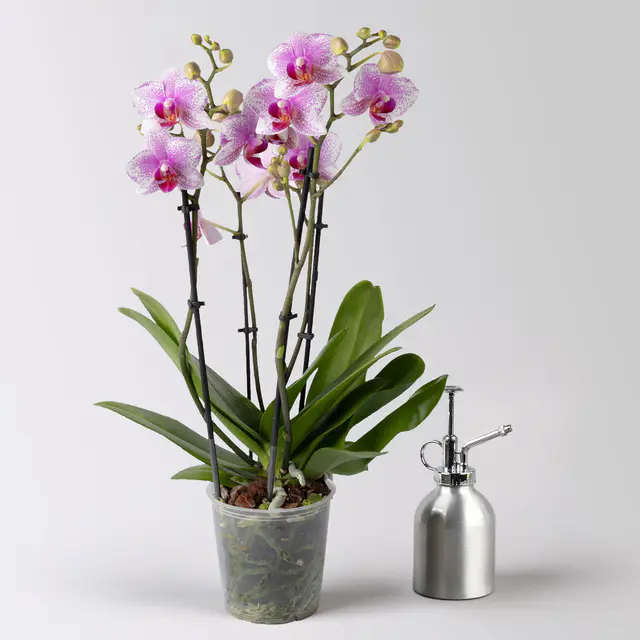 Schmetterlingsorchidee weiß-rosa, 3 Rispen, Topf-Ø 12 cm, Höhe ca. 50 cm