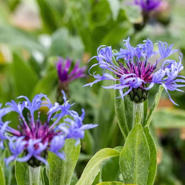 Bio Centaurea montana blau, Topf 11x11 cm