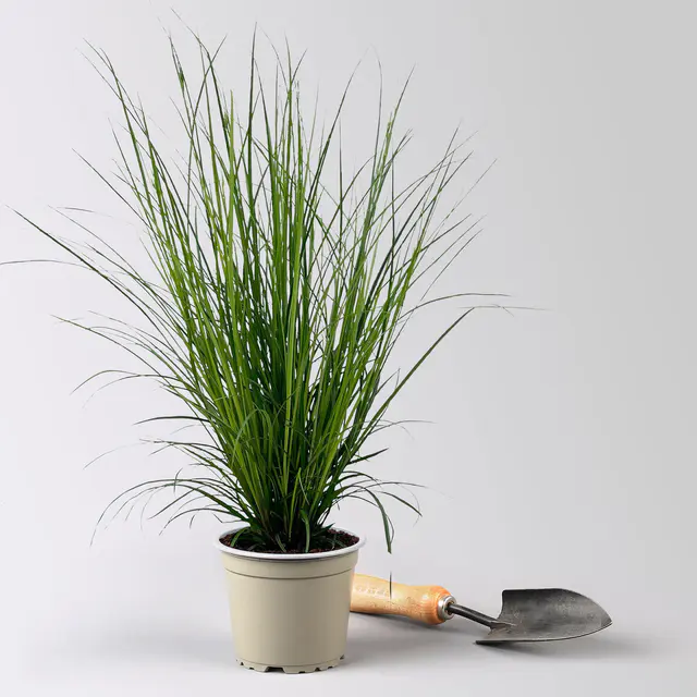 Bio Segge, dunkelgrün, Topf-Ø 12 cm