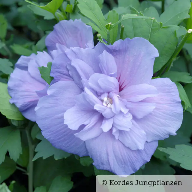 Garten-Hibiskus 'Blue Chiffon®', blau-violett, 40-60 cm hoch, Topf 5 l