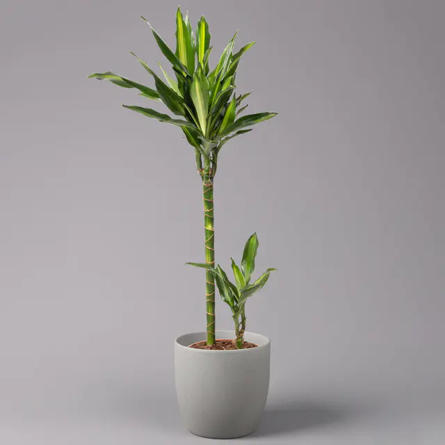 Duftender Drachenbaum 'Cintho', Topf-Ø 19 cm, , Höhe ca. 45 cm