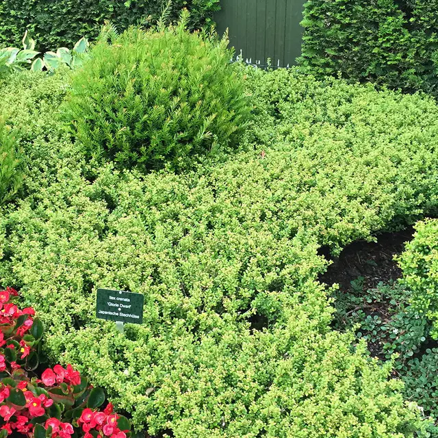 10er-Set Japanischer Zwerg-Ilex 'Glorie Dwarf'® EUⓈ Höhe 15-20 cm, 2 Liter Topf