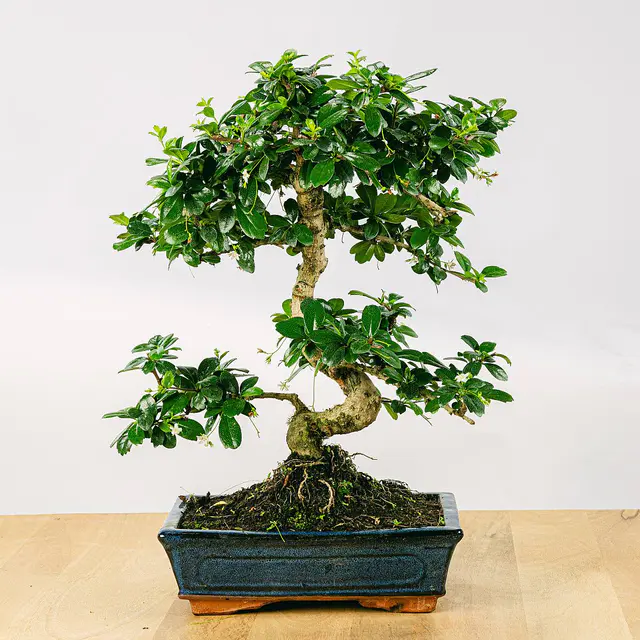 Bonsai Carmona microphylla 10 Jahre alt