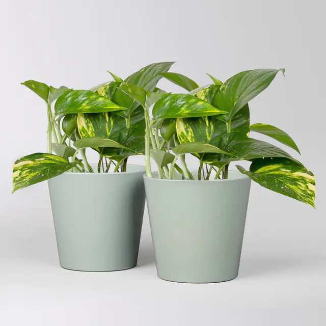 Efeutute mit Keramiktopf Dallas gletscherblau, Topf-Ø 12 cm, 2 Pflanzen
