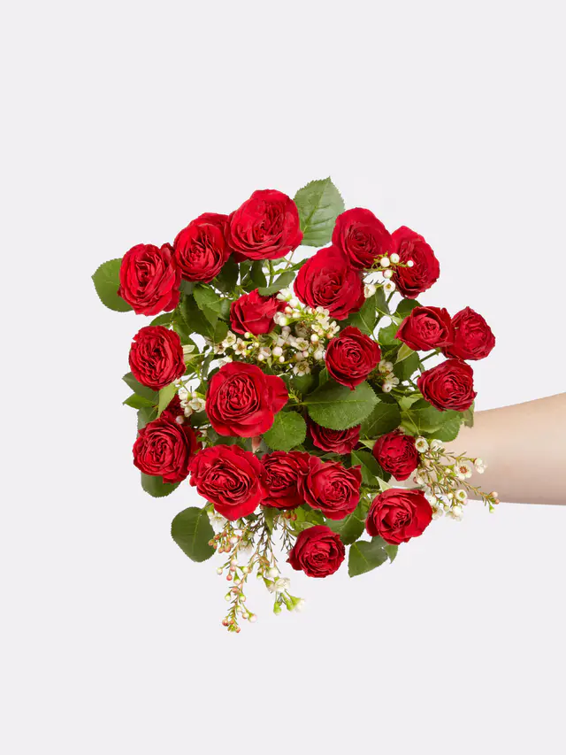 Scarlet Roses